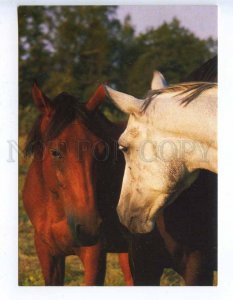 218657 POLAND HORSES old photo postcard