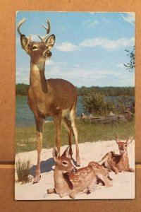 POSTCARD 1953 USED - DEXTER PRESS AD, WEST NYACK, N.Y. - A BUCK & SONS PICTURED