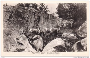 RP, Mountain Goats, Canadian Rockies, Vancouver, British Columbia, Canada, 19...