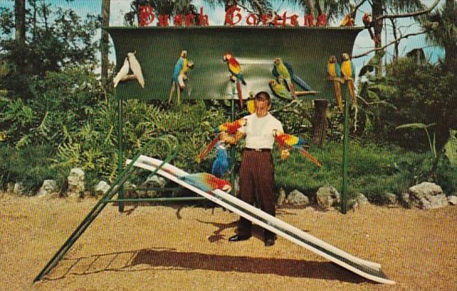 Florida Tampa Busch Gardens Sophie The Parrot On The Slide