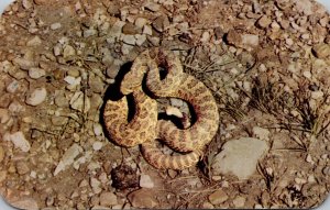 Snakes Prairie Rattlesnake