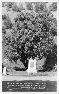 Bidwell Bar California Mother Orange Tree 1930s RPPC Photo Postcard 21-13792