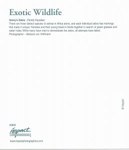 US Exotic Wildlife  Unused - Grevy's Zebra.  Beautiful.
