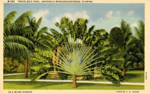 FL - Miami. Traveler's Tree