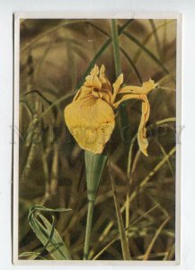 427930 Flower Iris Pseudacorus Vintage Sammelwerk Tobacco Card w/ ADVERTISING