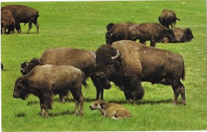 Buffalos at Custer State Park Black Hills South Dakota