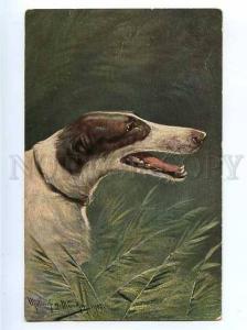 183005 HUNTING dog GREYHOUND by MULLER Vintage postcard