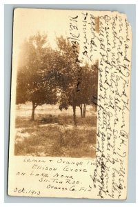 Vintage 1915 RPPC Postcard Trees in Ellison Grove on Lake Nona Orlando Florida
