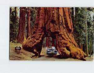 Postcard Wawona Tunnel Tree, Yosemite National Park, Fish Camp, California