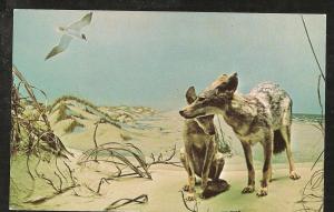 Coyote Post Card PPC1407
