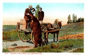 Yellowstone National Park, J.E. Haynes, Feeding a Wild Bear