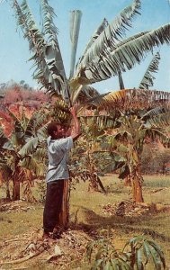 Harvesting Bananas Jamaica 1967 