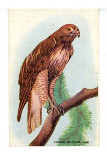 Birds - Western Red-Tailed Hawk (5 X 3.25, NOT a postcard)