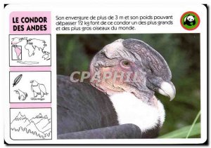 Map The Condor Des Andes bird WWF
