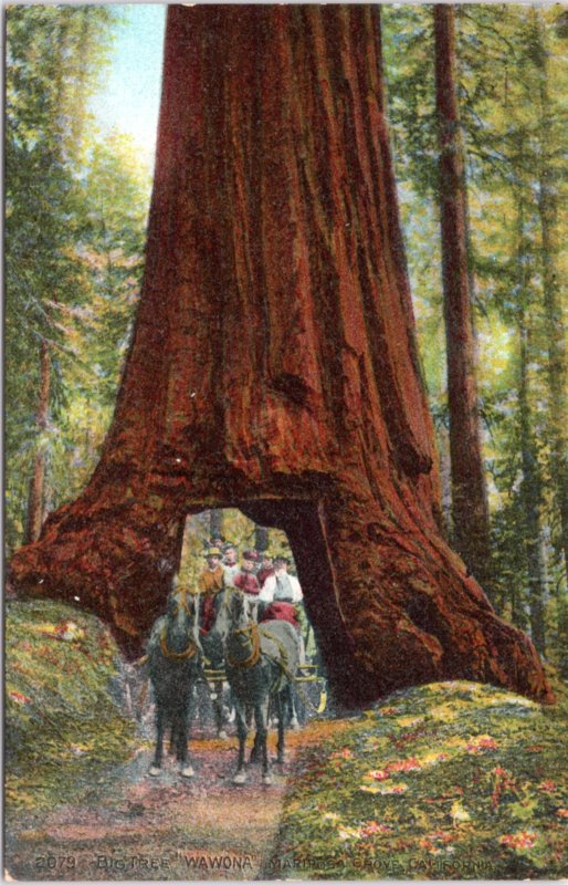 Big Tree Wawona Mariposa Grove horse wagon