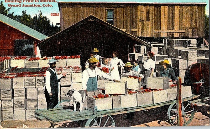 Hauling Fruit To Market Grand Junction Colo. Vintage Postcard Standard View Card