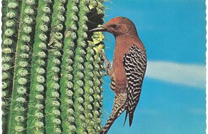 A Gila Woodpecker Saguaro National Monument near Tucson Arizona 4 by 6