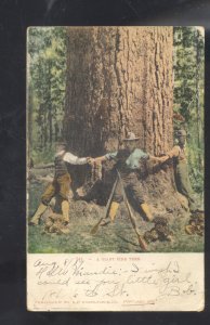 PORTLAND OREGON GIANT PINE TREE LOGGING LOGGERS VINTAGE POSTCARD 1907