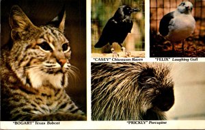 Texas Austin Animals Texas Bobcat Chiwawan Raven Laughing Gull and Porcupine ...