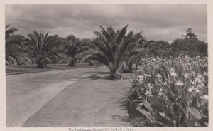 The Esplanade Palmerston North New Zealand Rare Photo Postcard