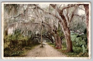 St Augustine Florida A Live Oak Drive 1913 Postcard E23