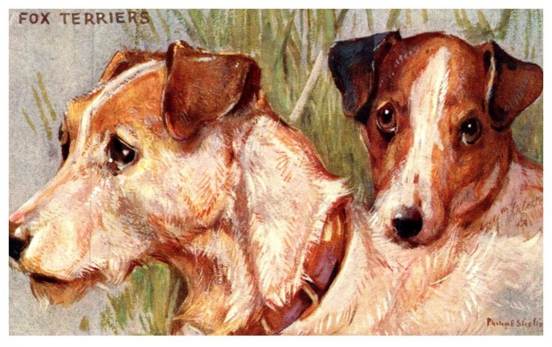 Dog ,  Fox Terriers