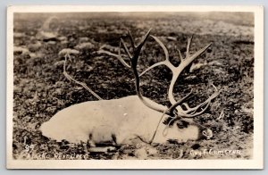 RPPC Alaska Reindeer Guy Cameron Photo Postcard U25