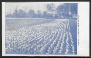 Tulip Bed, Washington Park, Chicago, Early Postcard, Unused