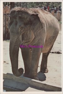 Animals Postcard - Elephant, Washington National Zoo RR20746
