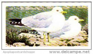 Brooke Bond Tea Trade Card Wild Birds In Britain No 45 Common Gull