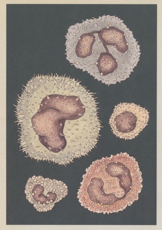 White Blood Cell Leukocyte Neutrophils Biology Anatomy Postcard