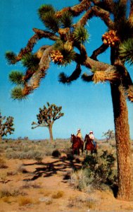 California Joshua Tree Forest Horseback Riders