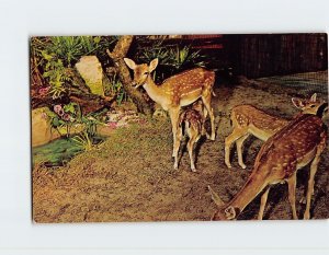 Postcard Deer at Deer Ranch, Florida's Silver Springs, Florida
