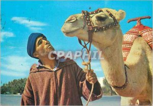 Postcard Modern Morocco typical man and camels