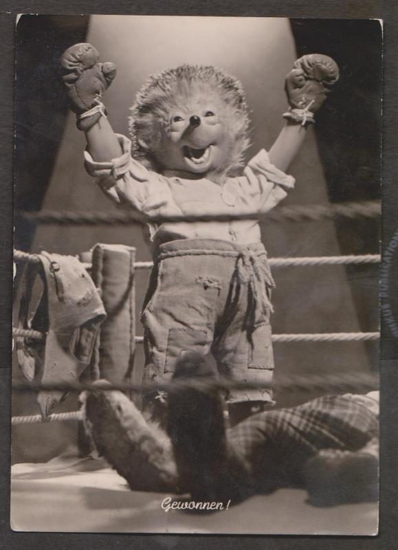 Hedge Hog In Boxing Ring Real Photo - Used 1965