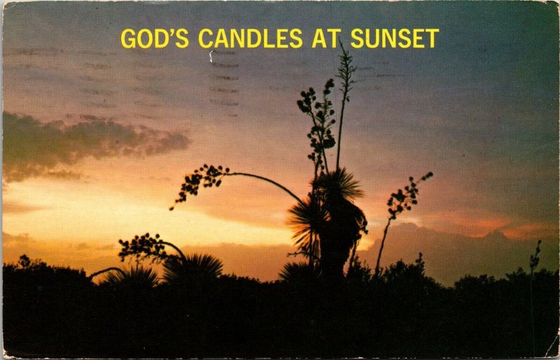 Scenic View Gods Candles Yucca Plant Sunset Small White Flowers Postcard Note PM 