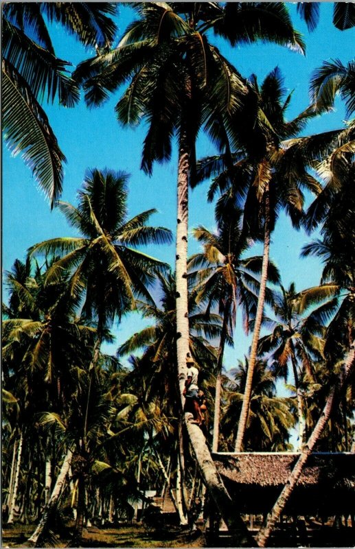 Vtg Toddy Tapper Climbing Coconut Tree Penang Malaysia Malaya Postcard