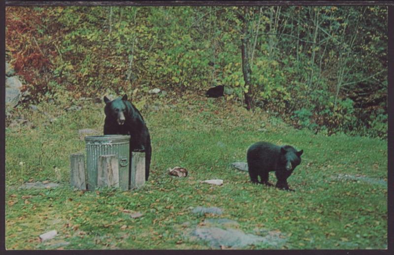 Black Bears Having Lunch Postcard BIN