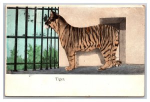 Bengal Tiger in Cage UNP UDB Postcard S25