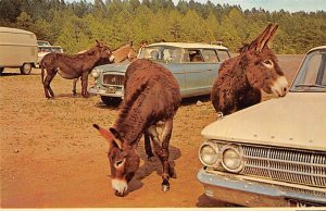 While donkeys Custer State Park Black Hills SD 