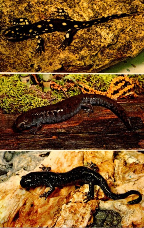 Tiger Salamander Small Mouthed Salamander & Slimy Salamander The Holden Arbor...