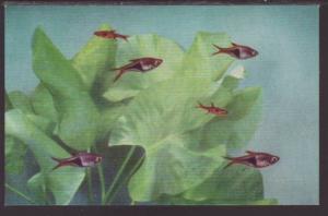 Rasbora Maculata,Fish Postcard 