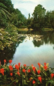 Vintage Postcard A Quiet Scene Of Exotic Tropical Beauty At Florida's Cypress