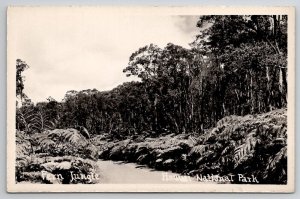 Hawaii National Park Fern Jungle RPPC Real Photo Postcard K24
