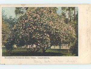 Pre-1907 PIONEER ROSE TREE Riverside - Los Angeles California CA hp9046