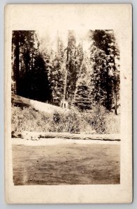 RPPC People Posing With Large Tree Real Photo Postcard B46