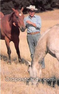 Horses Hollywood, CA, USA Postcard