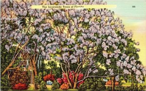 Jacaranda Trees Florida Vintage Linen Postcard Tropic Flowering Postcard Tichnor 