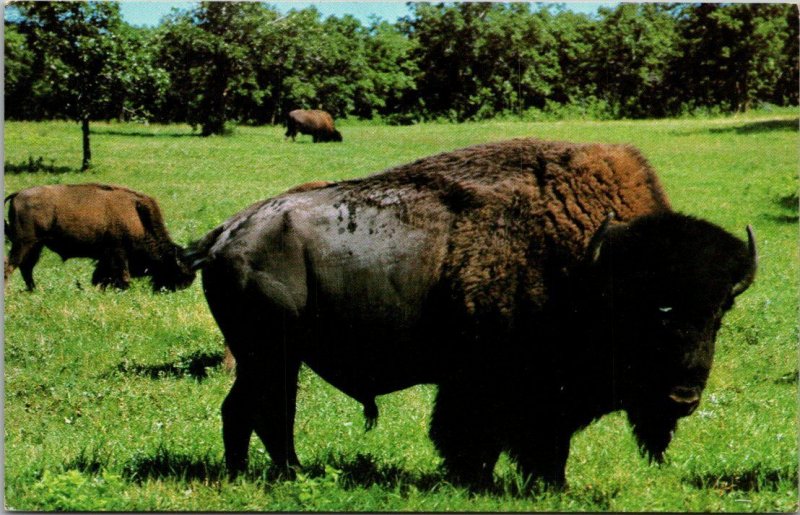 North American Bison Roosvelt Memorial Park Nort Dakota