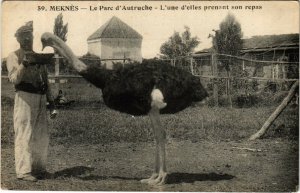 PC CPA MOROCCO, MEKNÉS, LE PARC D'AUTRUCHE, VINTAGE POSTCARD (b15379)